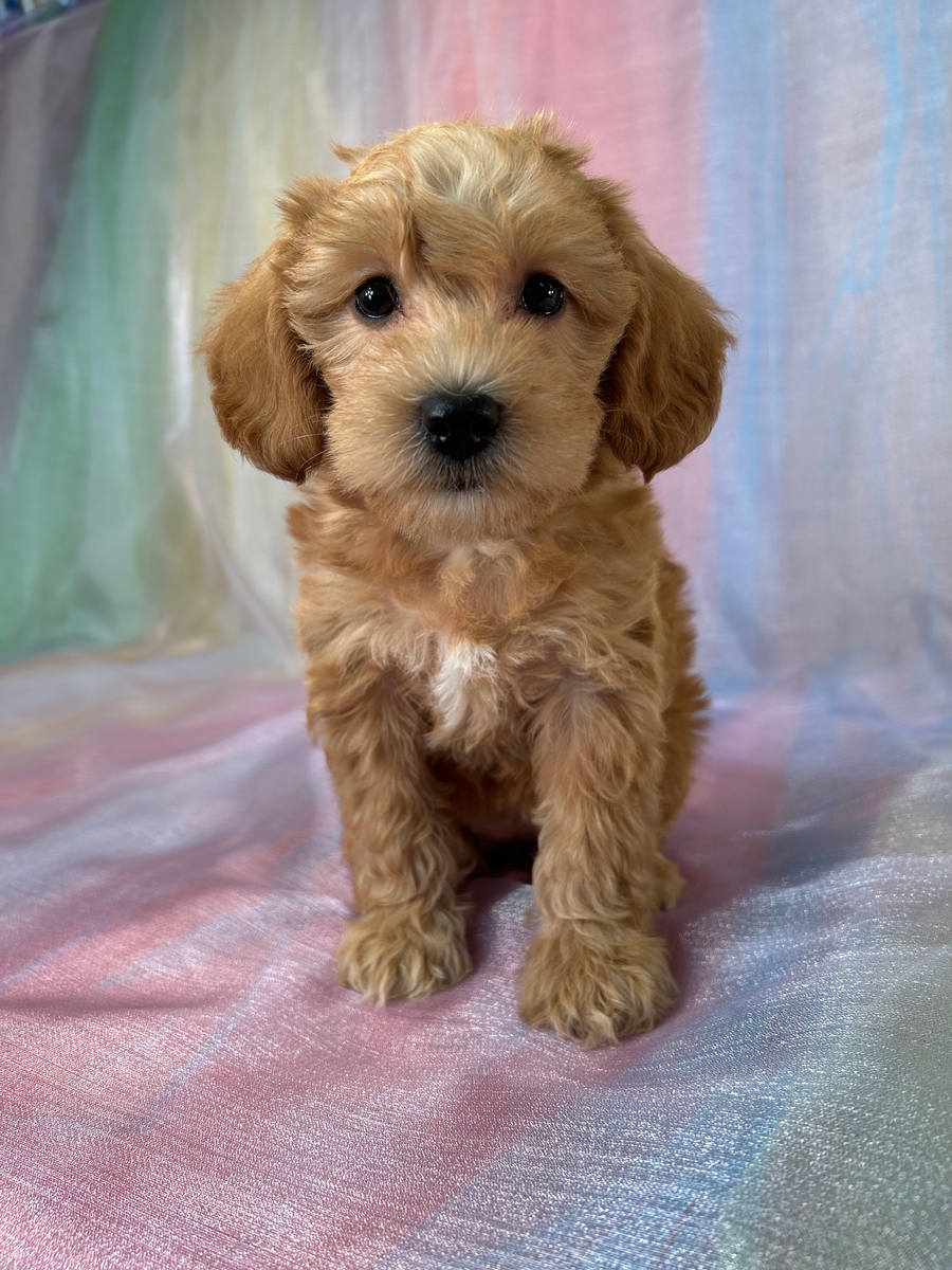 Female Schnoodle Puppy for Sale DOB 8-30-25 $950